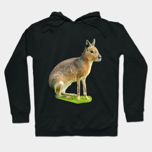 Mara or Patagonian Hare Hoodie